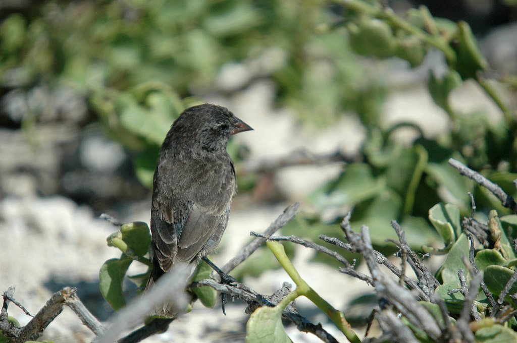 Finch, Sharp-billed, 2004-11045756.JPG - Sharp-beaked Finch, Galapagos, 2004